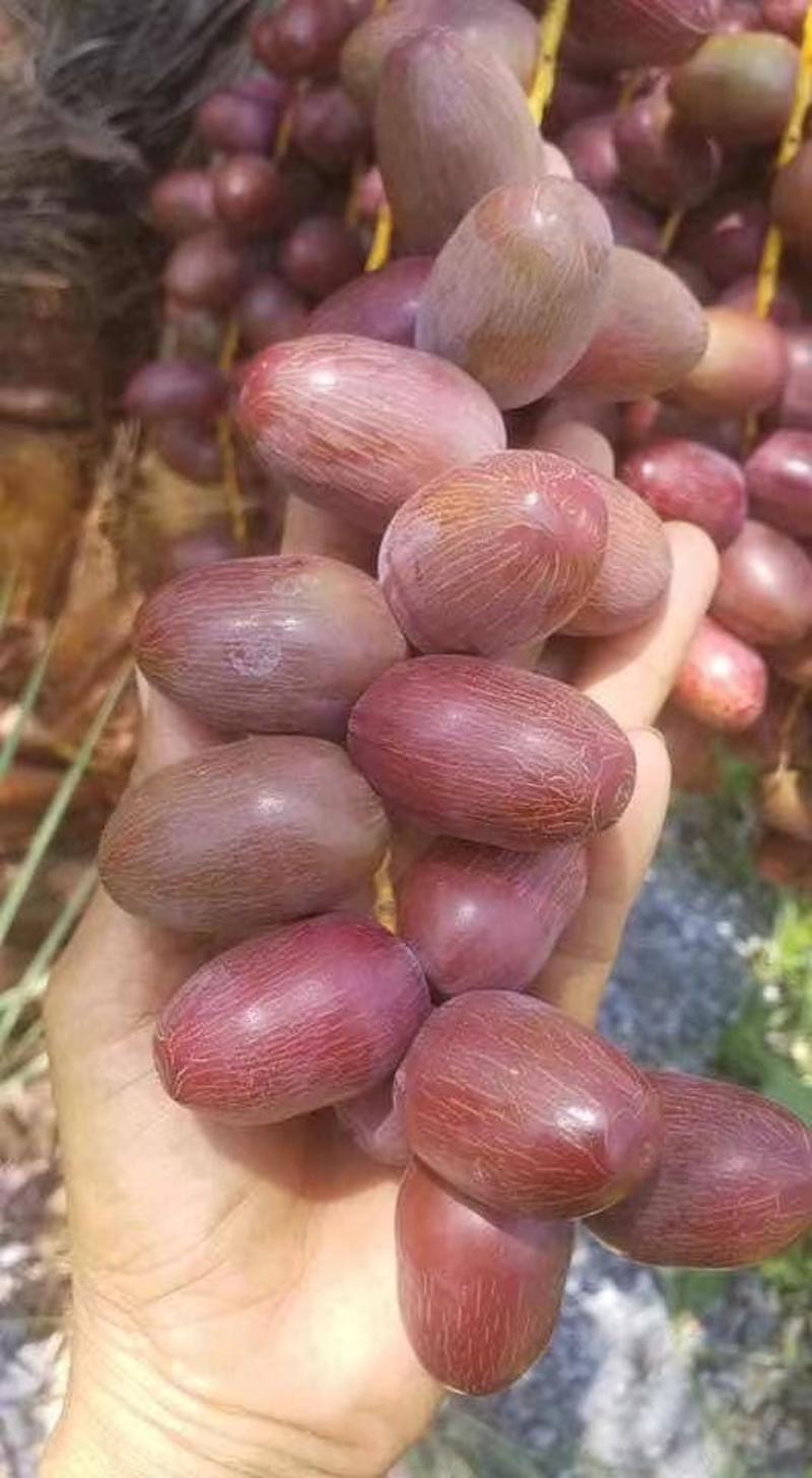 椰枣苗这是一款新品种椰枣，带土球发货想发展种植的可以预定