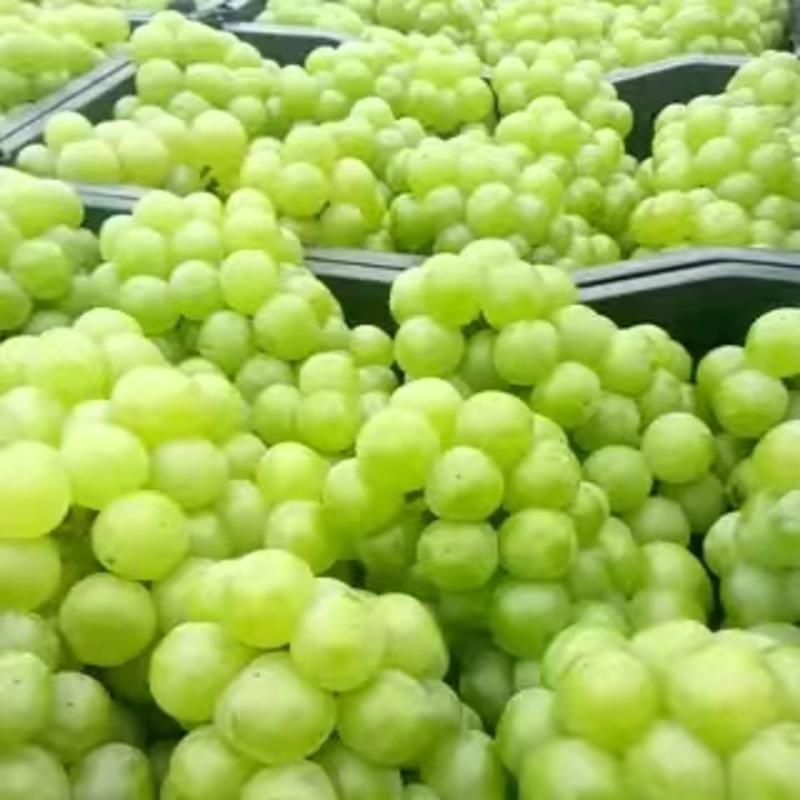 青无核8611罐头厂，速冻加工专用葡萄已大量上市。