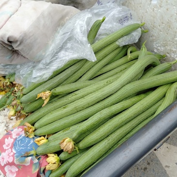 苦瓜，丝瓜，豆角，