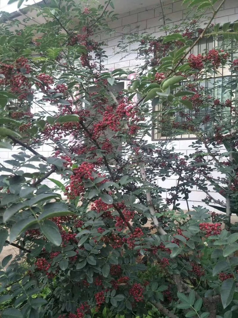 需要的老板请联系