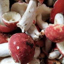 干红菌菇，朱砂菌，红菇，大小规格齐全全烘干