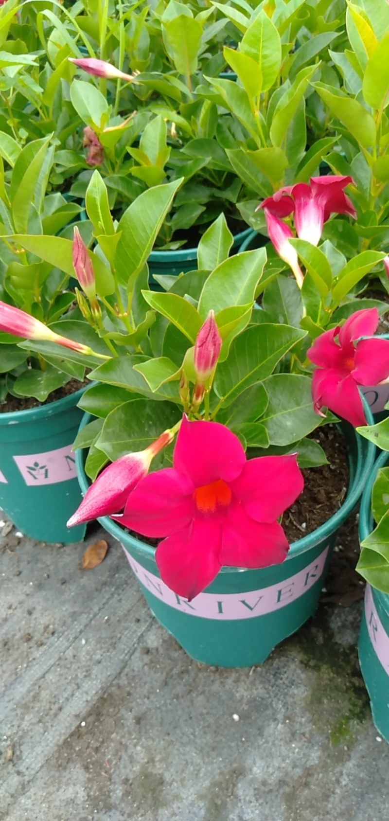 飘香藤,飘香藤种植基地，加仑杯飘香藤，基地直销