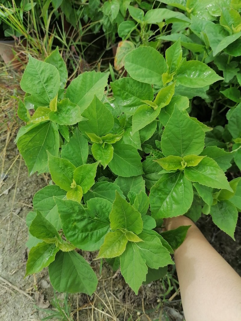 芙蓉葵双色杯杯苗，高度30-40公分，冠幅20-30公分