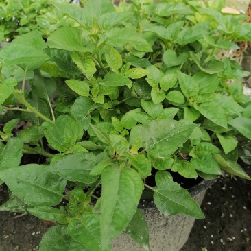 芙蓉葵双色杯杯苗，高度30-40公分，冠幅20-30公分