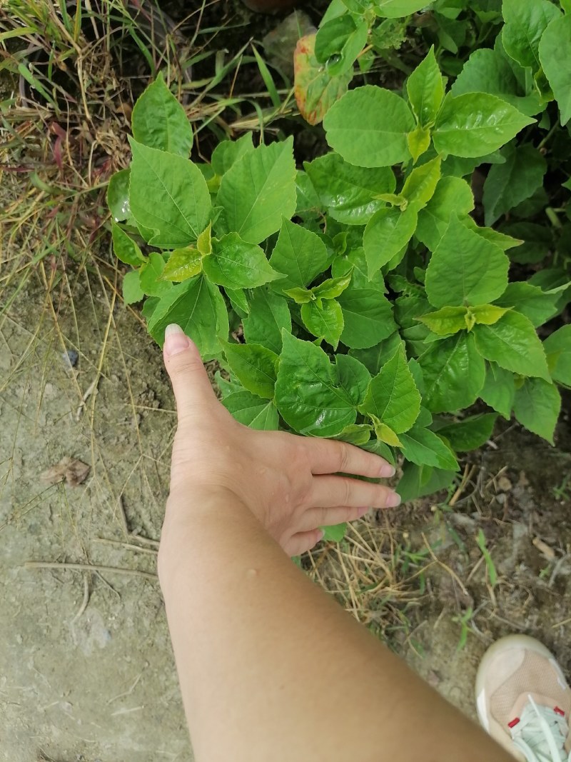 芙蓉葵双色杯杯苗，高度30-40公分，冠幅20-30公分