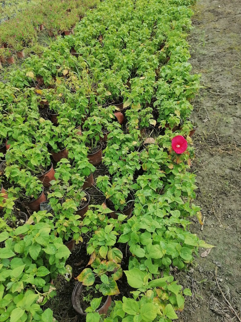 芙蓉葵双色杯杯苗，高度30-40公分，冠幅20-30公分