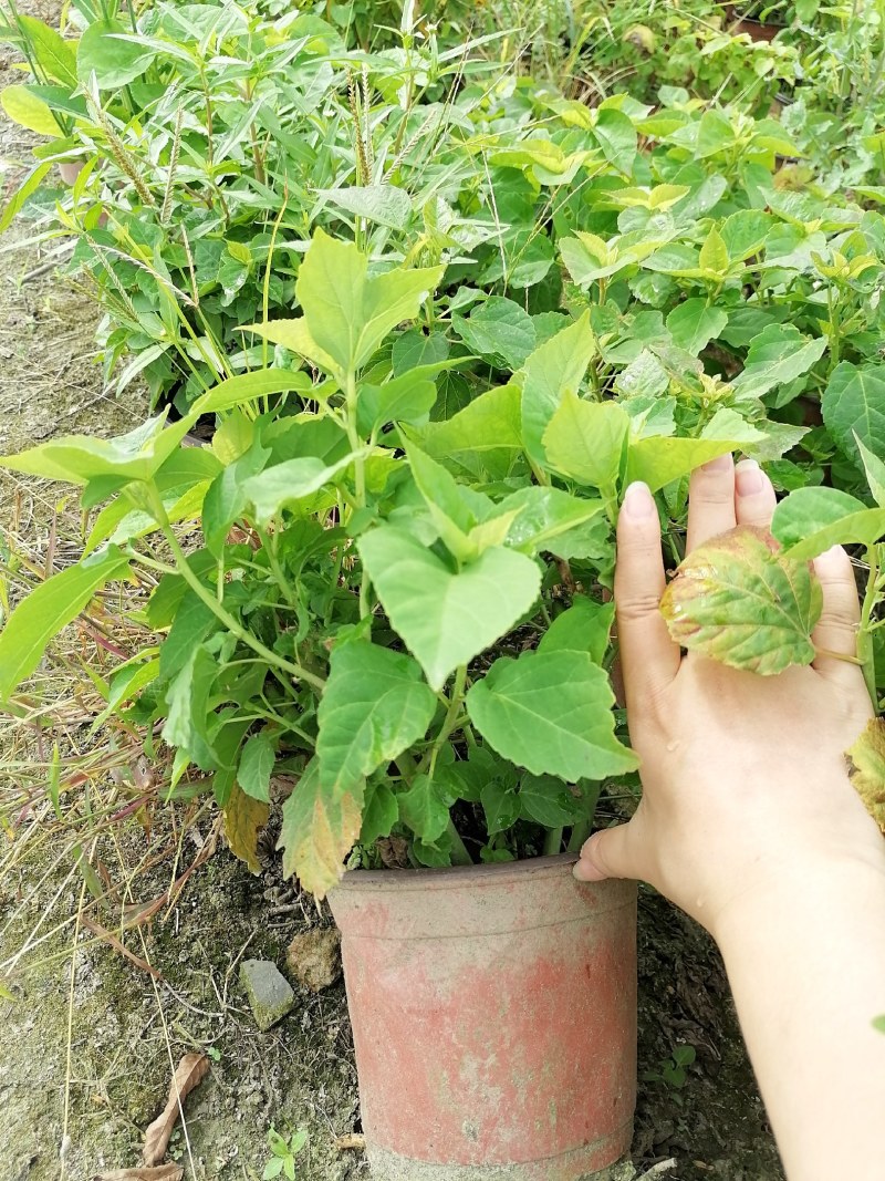 芙蓉葵双色杯杯苗，高度30-40公分，冠幅20-30公分