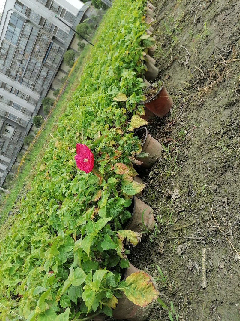 芙蓉葵双色杯杯苗，高度30-40公分，冠幅20-30公分