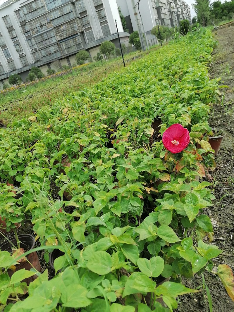 芙蓉葵双色杯杯苗，高度30-40公分，冠幅20-30公分