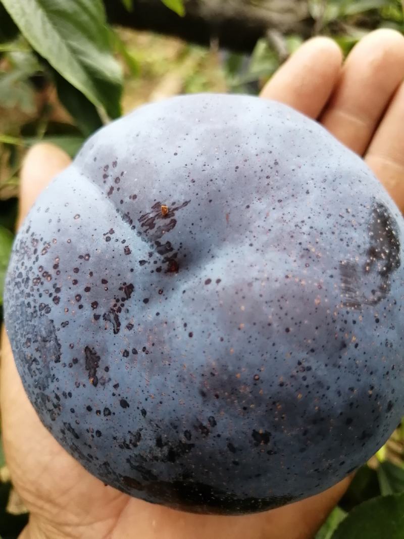 黑巨力，黑总统现在大量上市