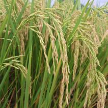 2020季早稻谷，长细，圆棵粒都有，湿，干都有
