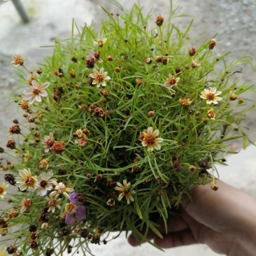 金鸡菊杯苗花朵爆满的金鸡菊金鸡菊开花杯苗出售