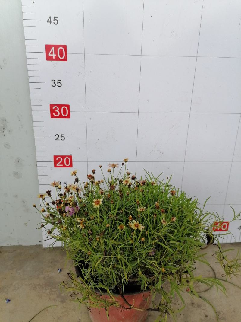 金鸡菊杯苗花朵爆满的金鸡菊金鸡菊开花杯苗出售