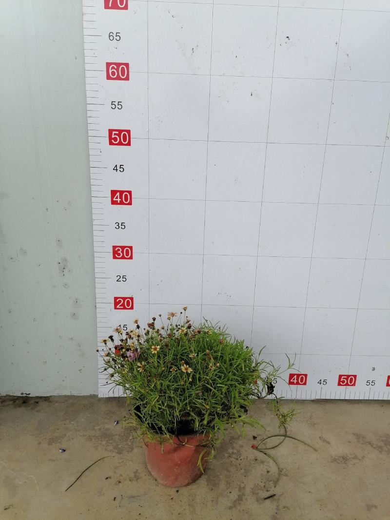 金鸡菊杯苗花朵爆满的金鸡菊金鸡菊开花杯苗出售