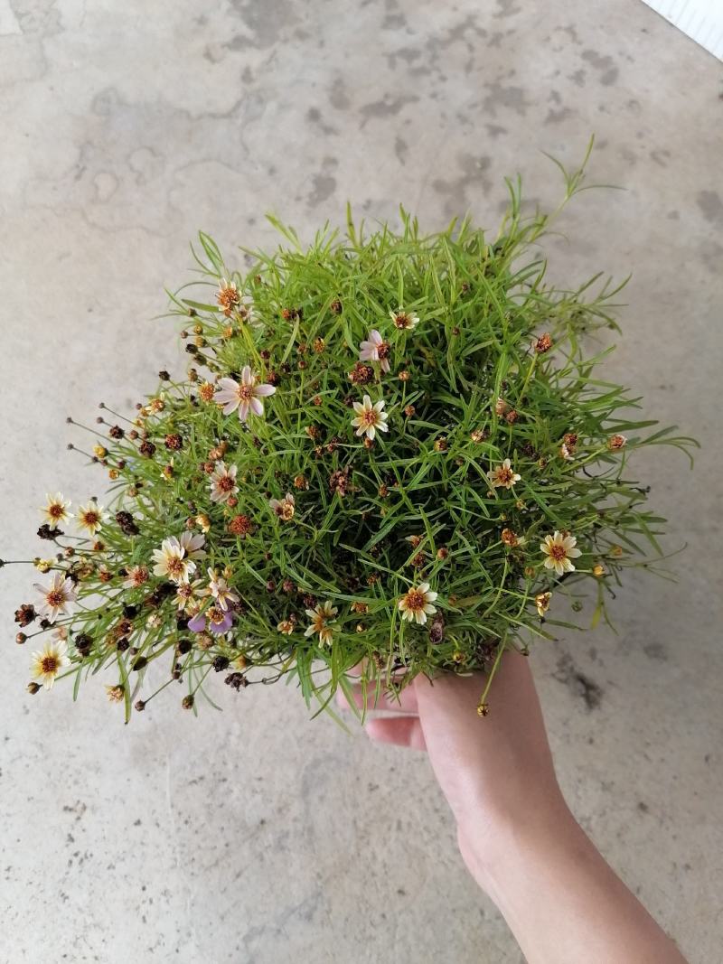 金鸡菊杯苗花朵爆满的金鸡菊金鸡菊开花杯苗出售