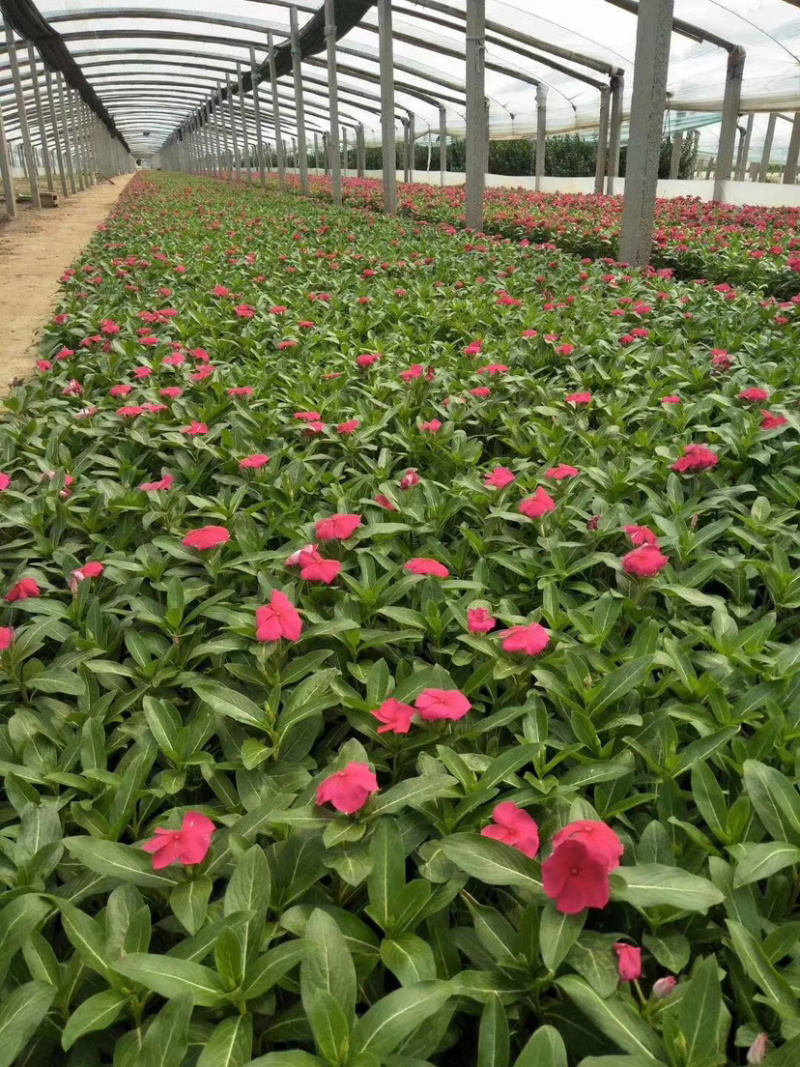 长春花（天天开）长春花（天天开）花卉租摆