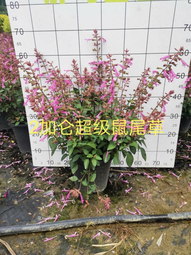 超级一串红，紫色花超级一串红，稀有品种超级一串红