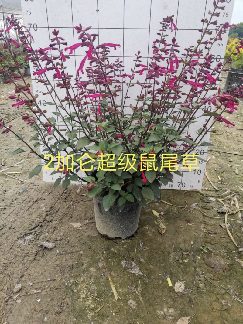 超级一串红，紫色花超级一串红，稀有品种超级一串红