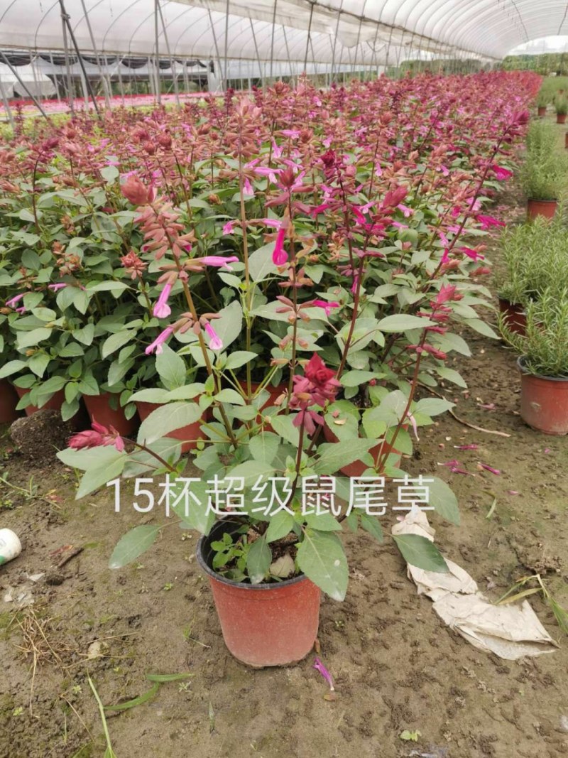 超级一串红，紫色花超级一串红，稀有品种超级一串红