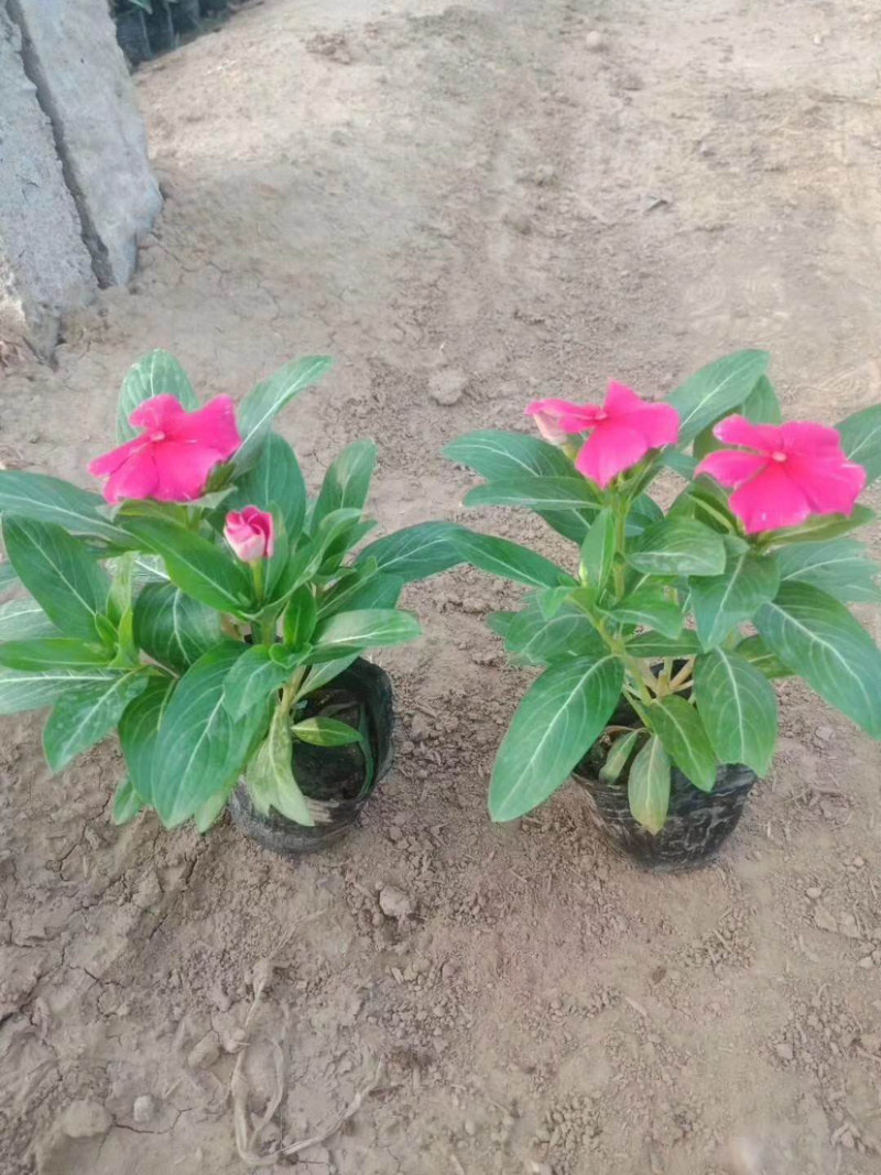 长春花（天天开）长春花（天天开）花卉租摆