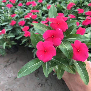 长春花（天天开）长春花（天天开）花卉租摆