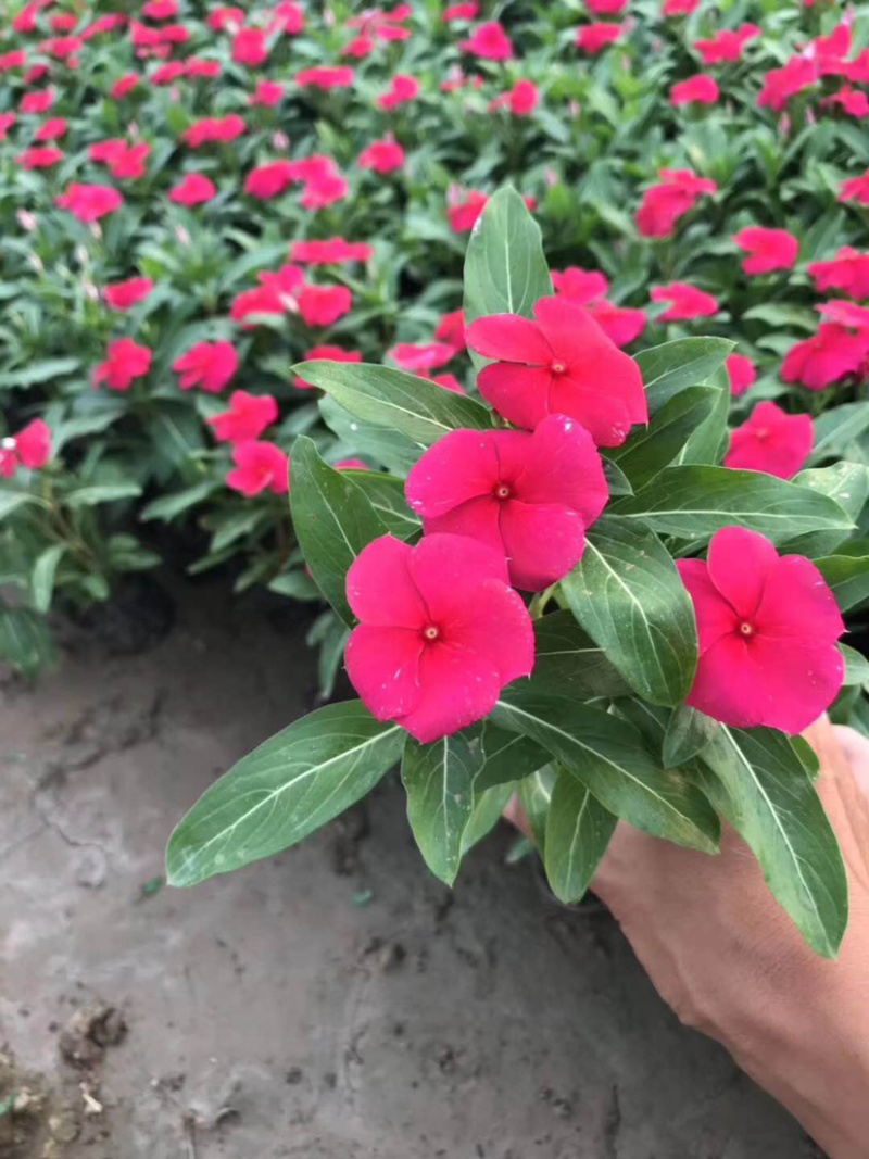 长春花（天天开）长春花（天天开）花卉租摆