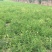 黄芪精选切片批发产地直供规格齐全量大优惠