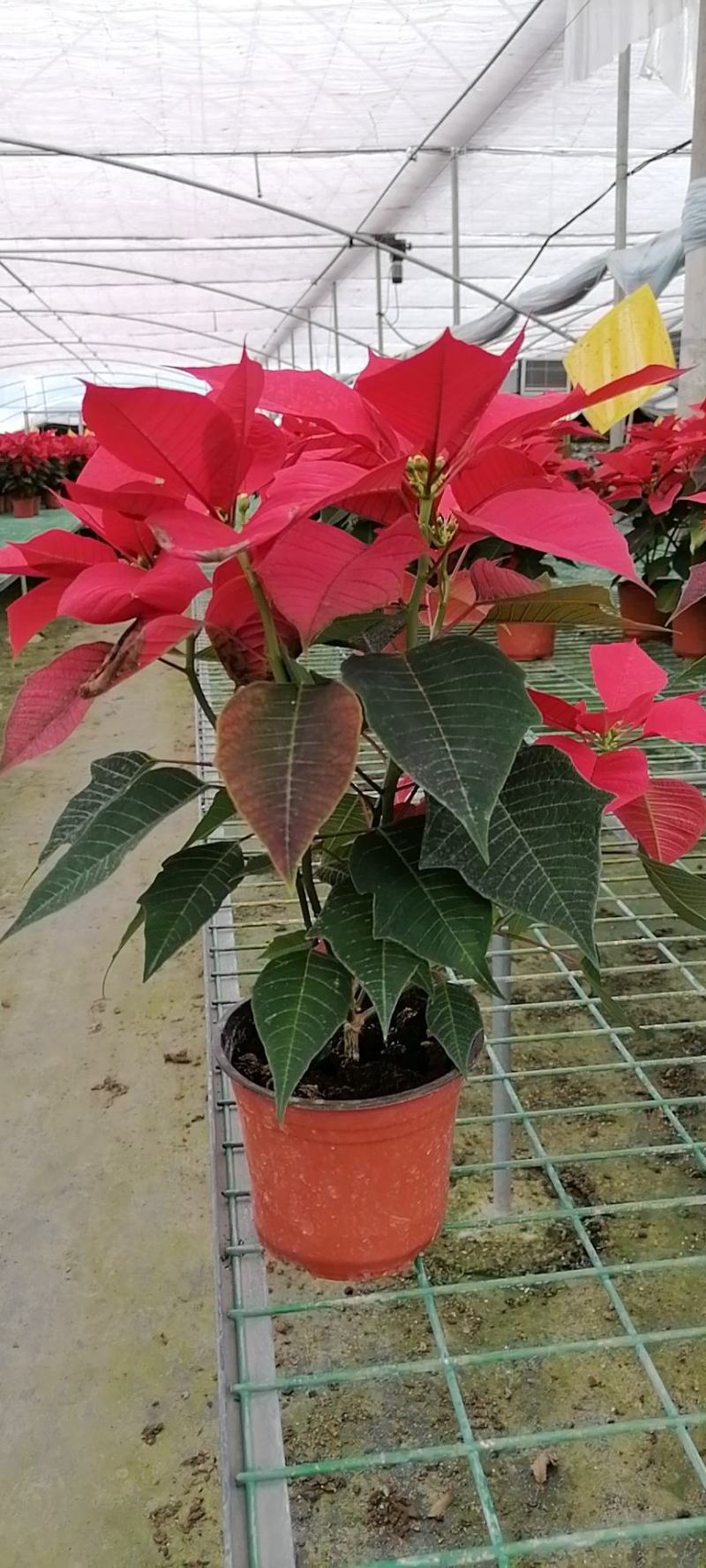 一品红双色杯花市花卉品相好的一品红盆花郫县天鹅绒