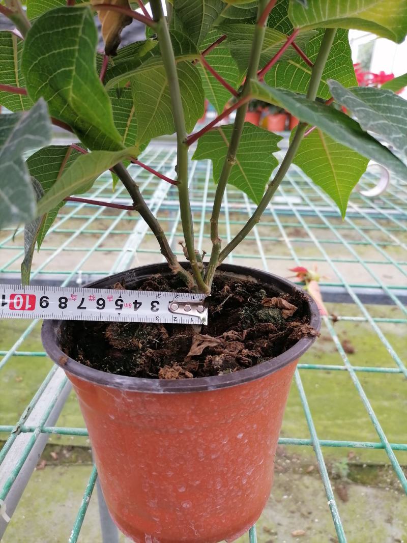 一品红双色杯花市花卉品相好的一品红盆花郫县天鹅绒