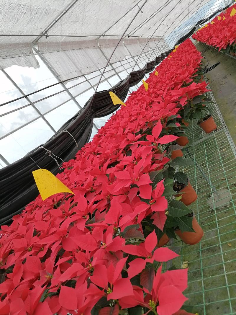 一品红双色杯花市花卉品相好的一品红盆花成都市天鹅绒