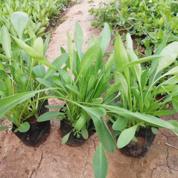 大花金鸡菊（多年生长的）金鸡菊花卉租摆的