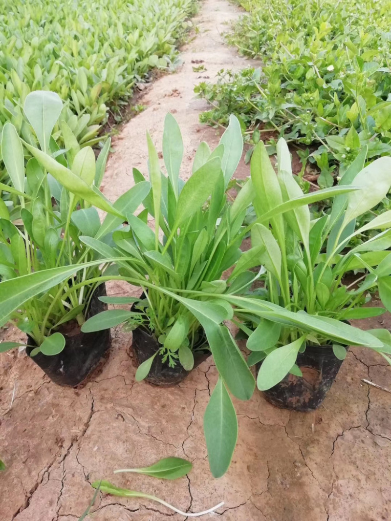 大花金鸡菊（多年生长的）金鸡菊花卉租摆的
