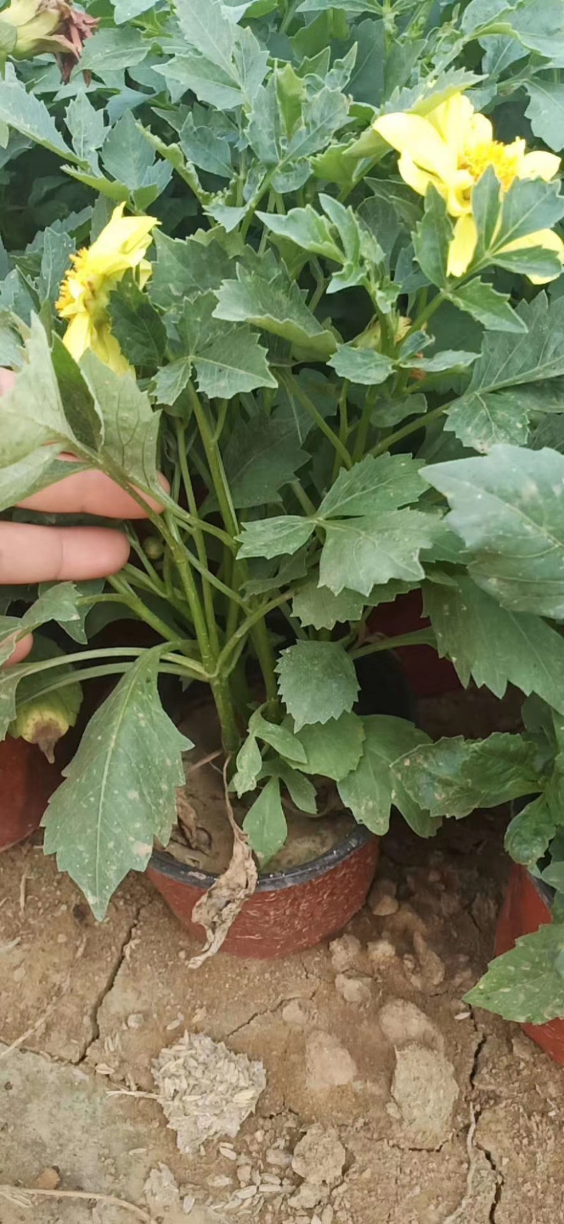小丽花小丽花小丽花小丽花小丽花花卉租摆小丽花