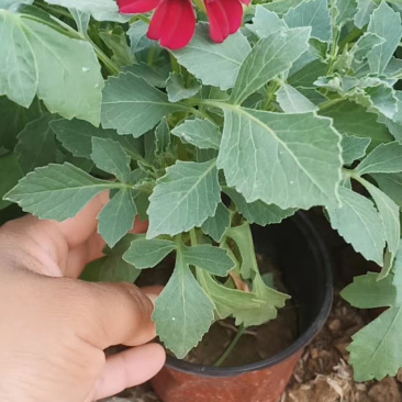 小丽花小丽花小丽花小丽花小丽花花卉租摆小丽花