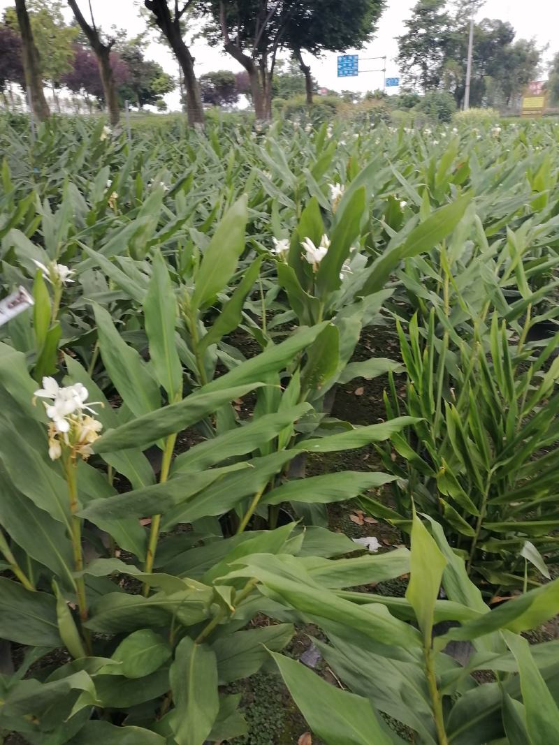 姜花杯苗高度冠幅超大的姜花姜花价格私聊