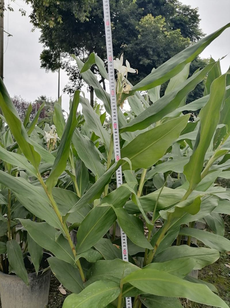 姜花杯苗高度冠幅超大的姜花姜花价格私聊