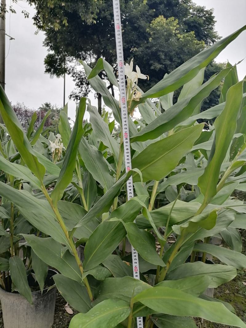 姜花杯苗高度冠幅超大的姜花姜花价格私聊