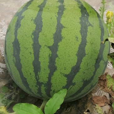 本地西瓜