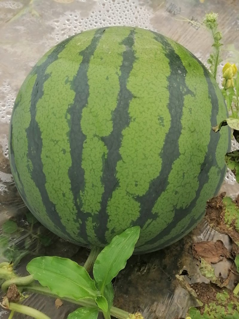 本地西瓜