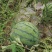 本地西瓜