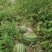 本地西瓜