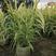 花叶芦竹美植袋苗高度80-1米花叶芦竹价格