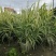 花叶芦竹美植袋苗高度80-1米花叶芦竹价格
