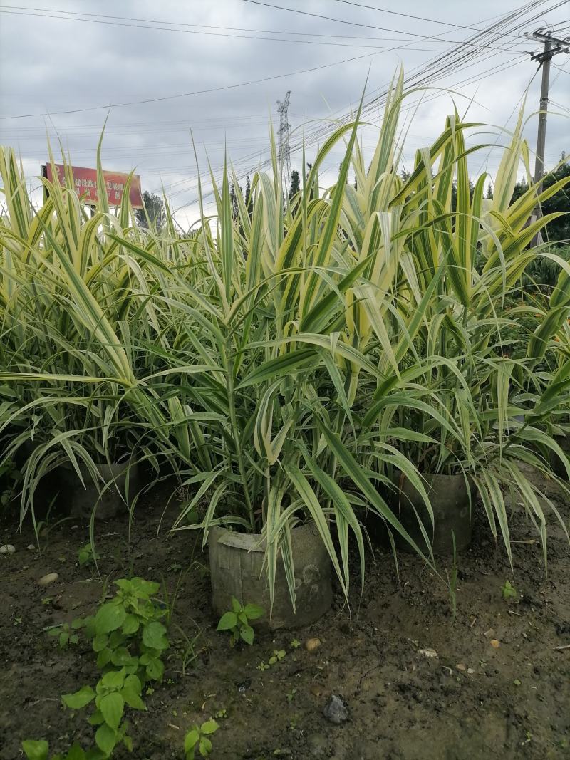 花叶芦竹美植袋苗高度80-1米花叶芦竹价格