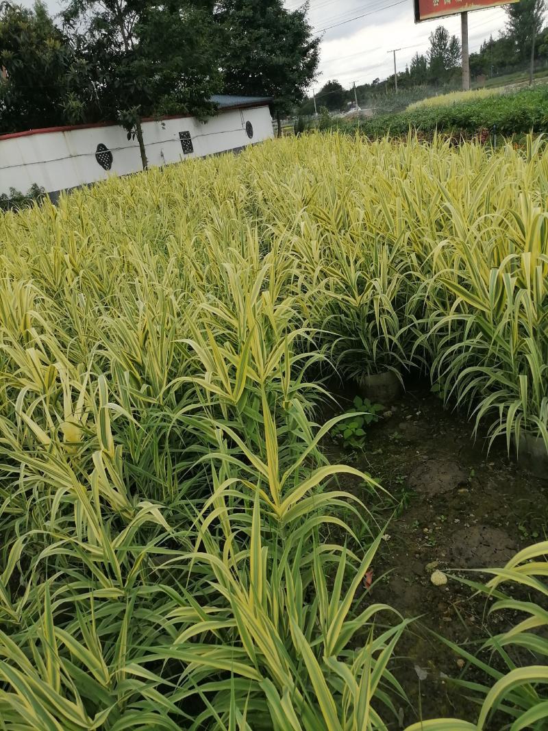 花叶芦竹美植袋苗高度80-1米花叶芦竹价格
