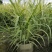 花叶芦竹美植袋苗高度80-1米花叶芦竹价格