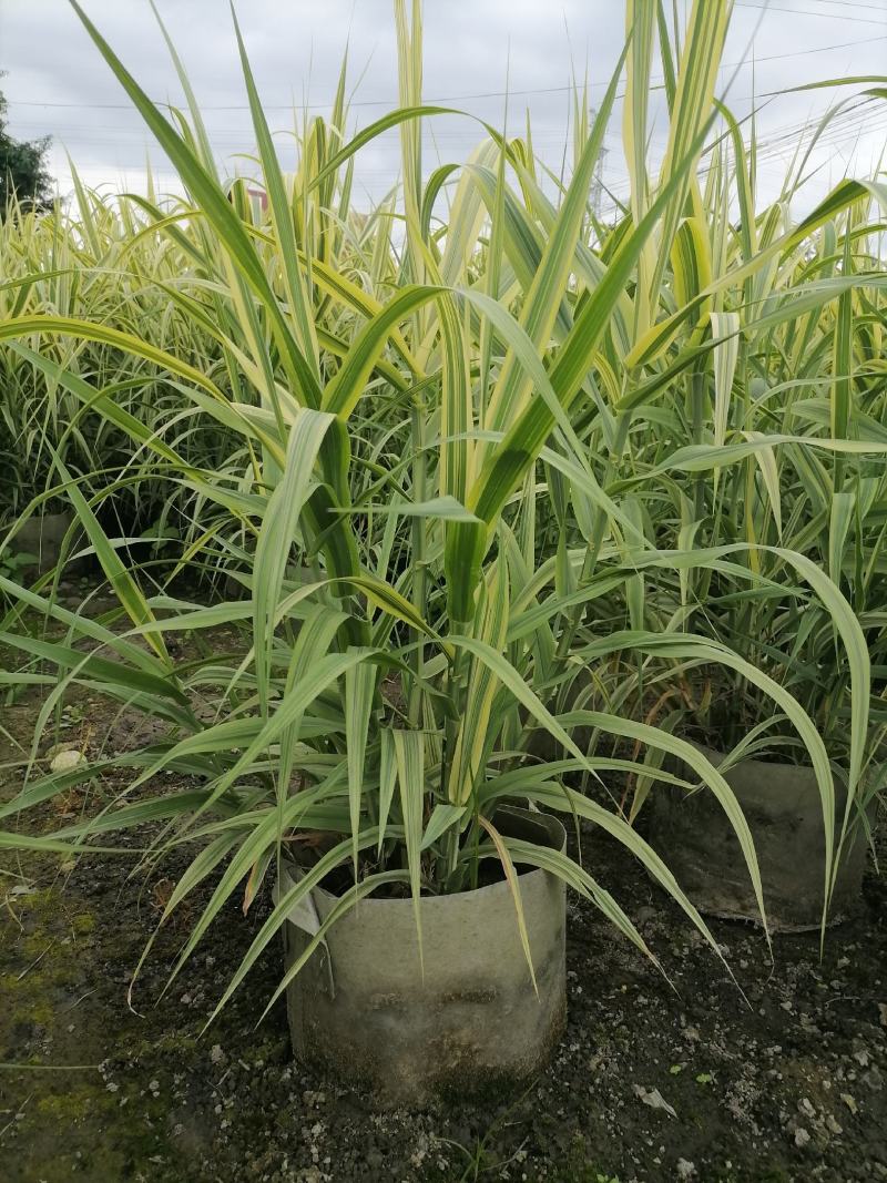 花叶芦竹美植袋苗高度80-1米花叶芦竹价格