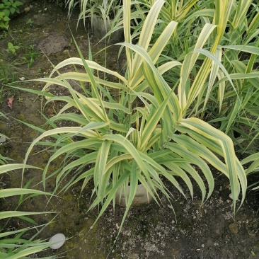 花叶芦竹美植袋苗高度80-1米花叶芦竹价格