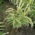 花叶芦竹美植袋苗高度80-1米花叶芦竹价格