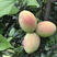 （云南木瓜）酸木瓜产地大理洱源单果重200克，85果